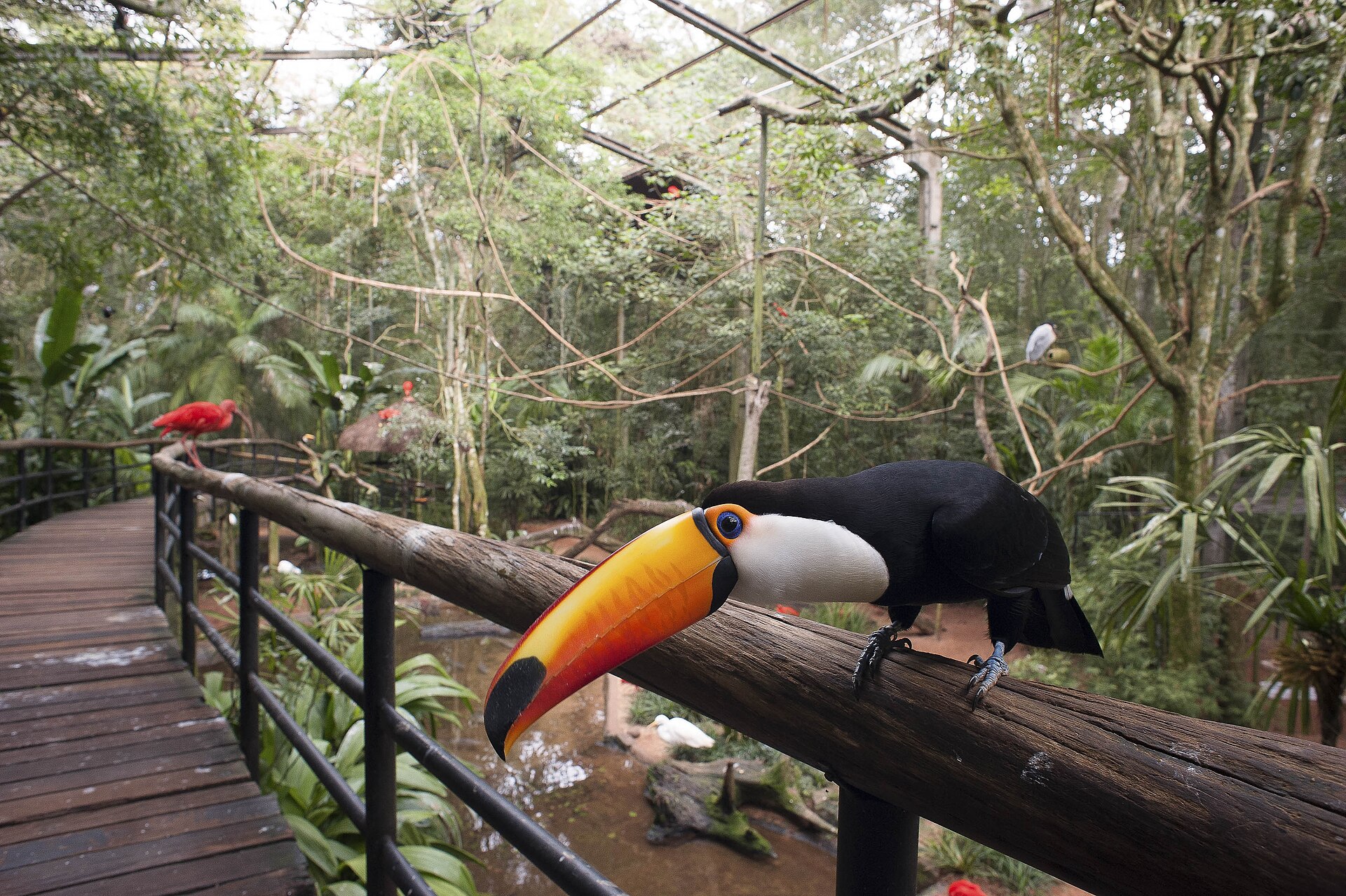 Viveiro com aves de rios e mangues no Parque das Aves, em Foz do Iguaçu.